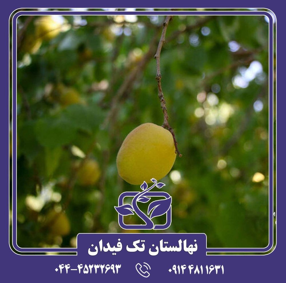 نهال زردآلو درجهان