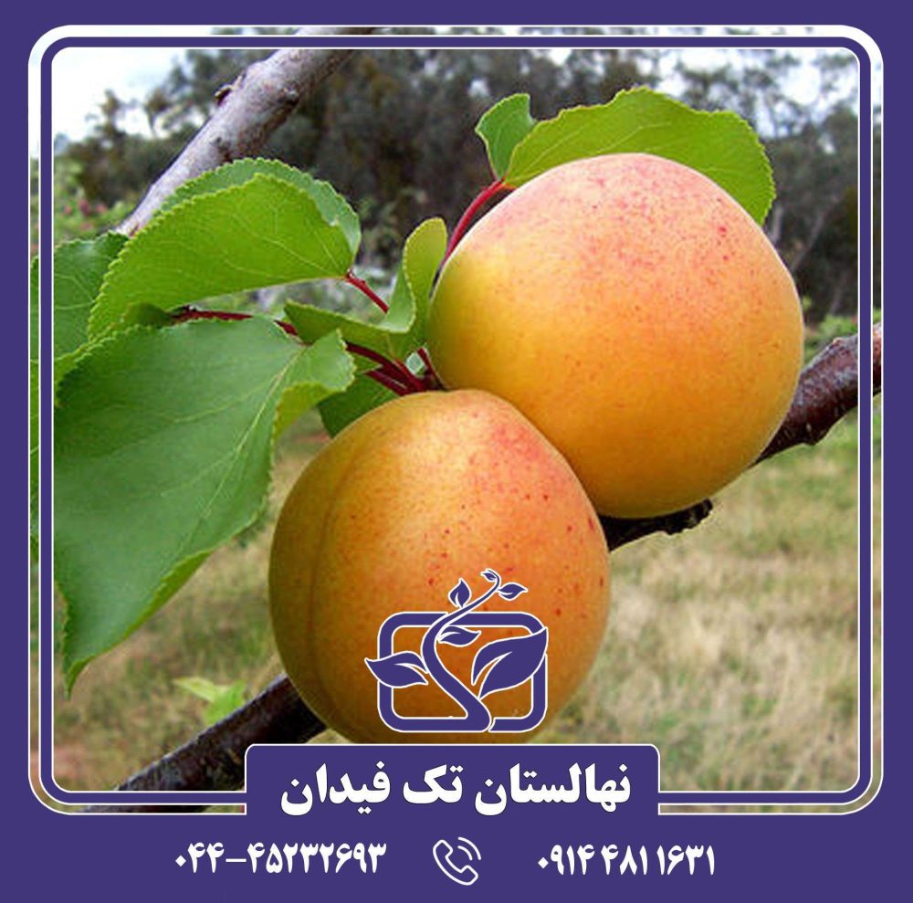 نهال زردآلو درجهان