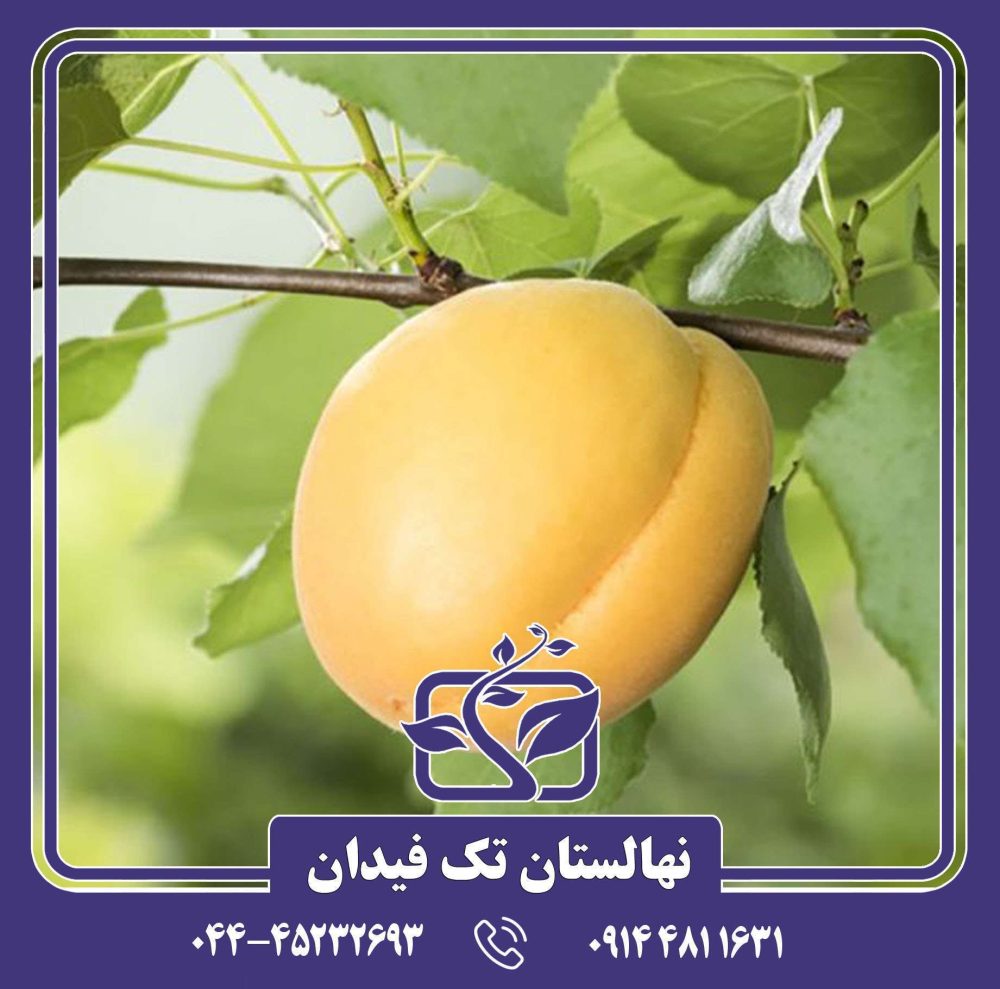 نهال زردآلو درجهان