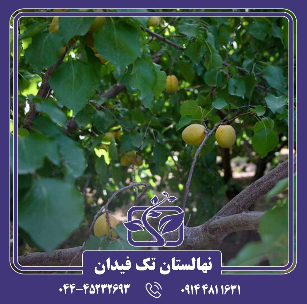 نهال زردآلو درجهان