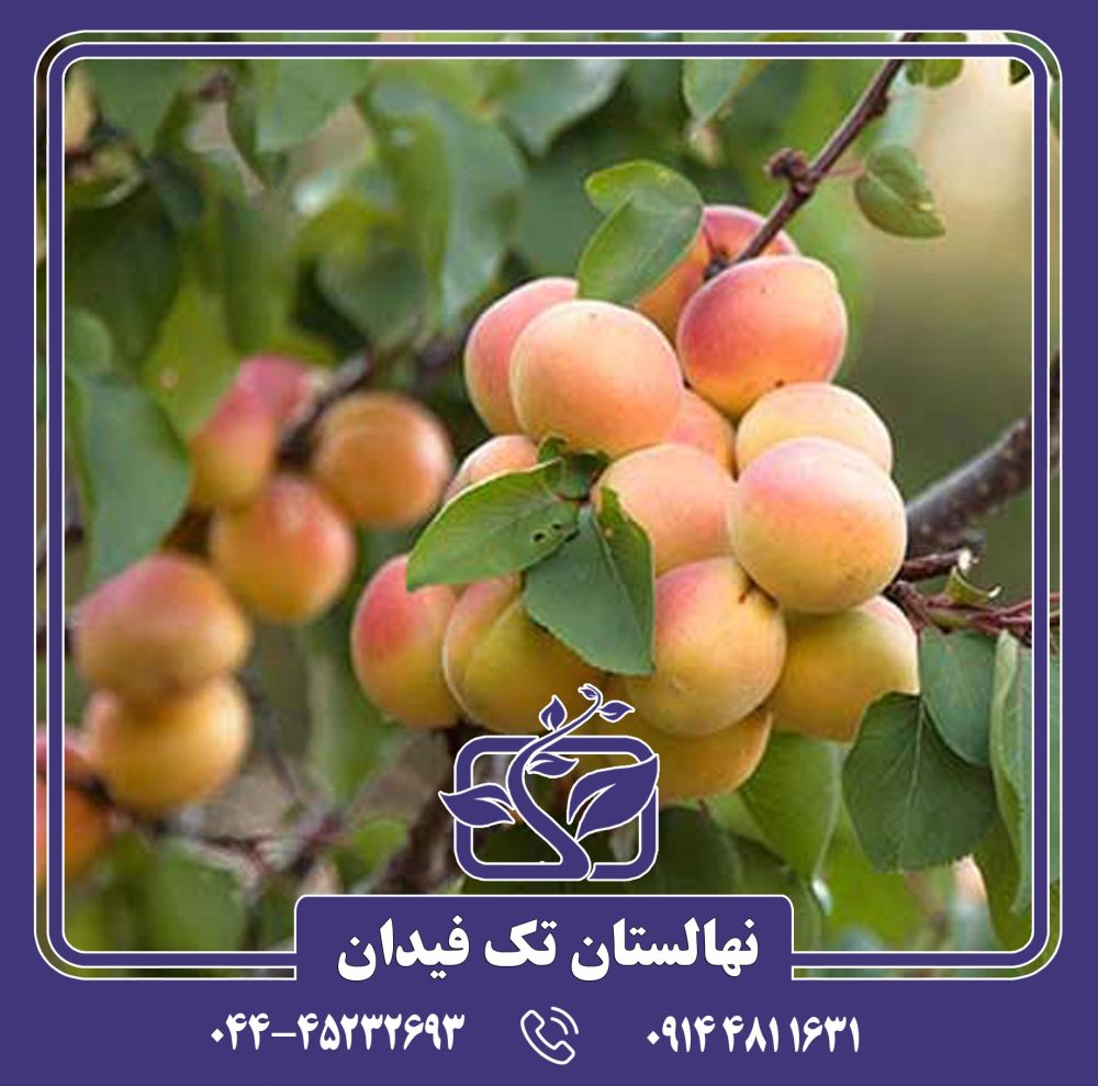 نهال زردآلو زودرس