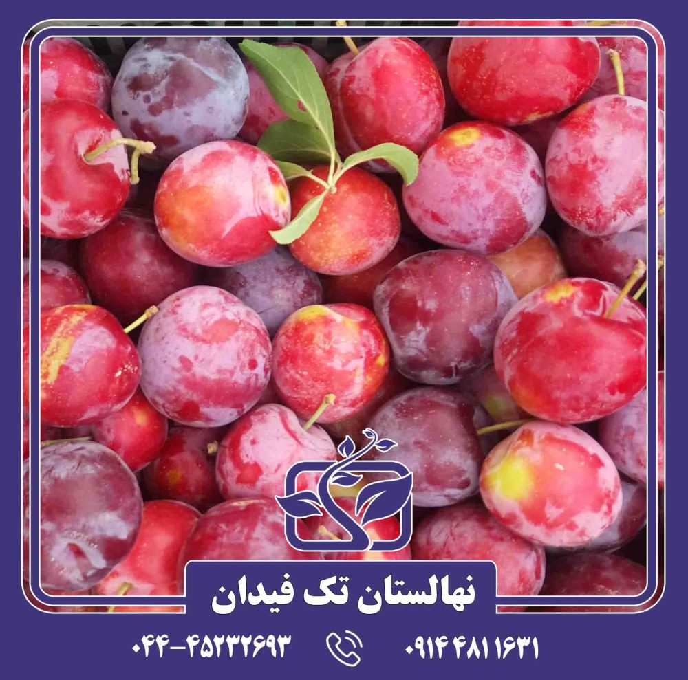 نهال آلو سانتریزه