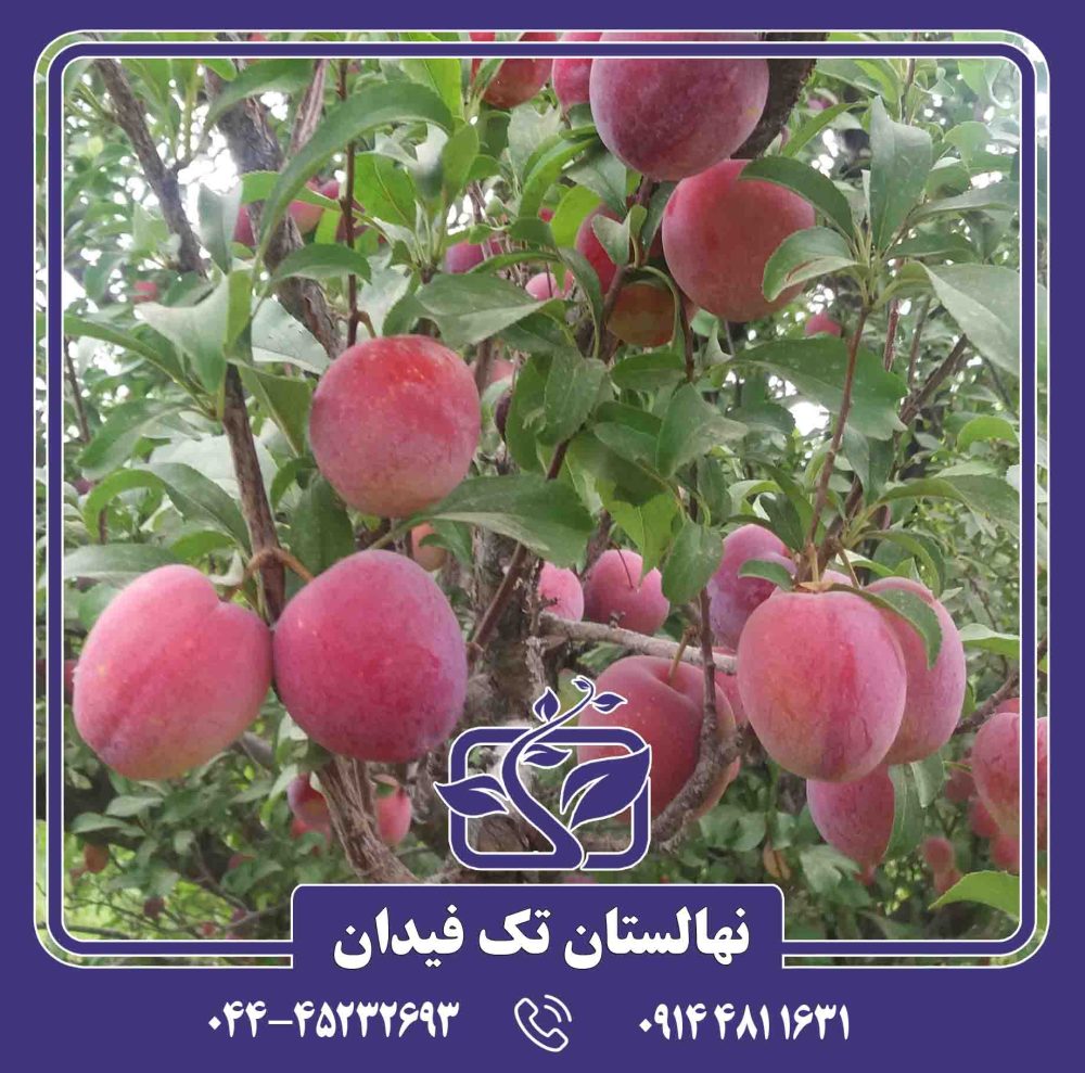 نهال آلو سانتریزه