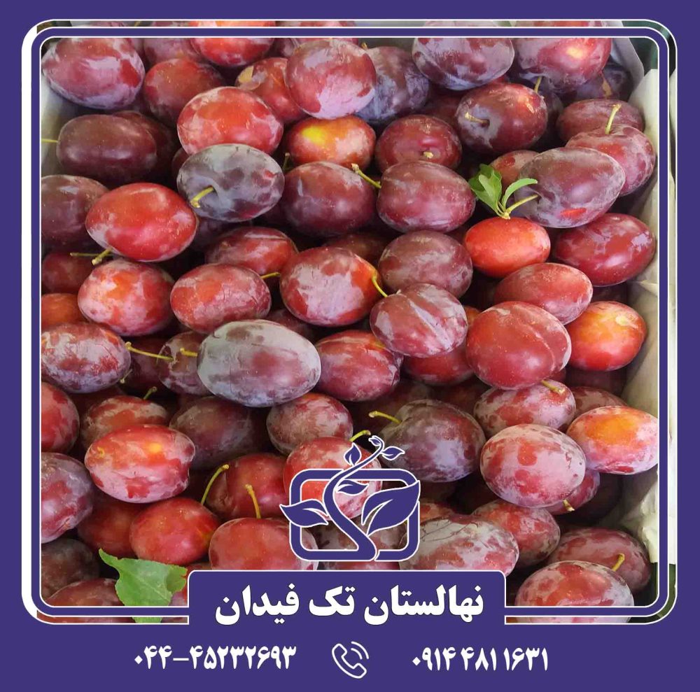 نهال آلو سانتریزه