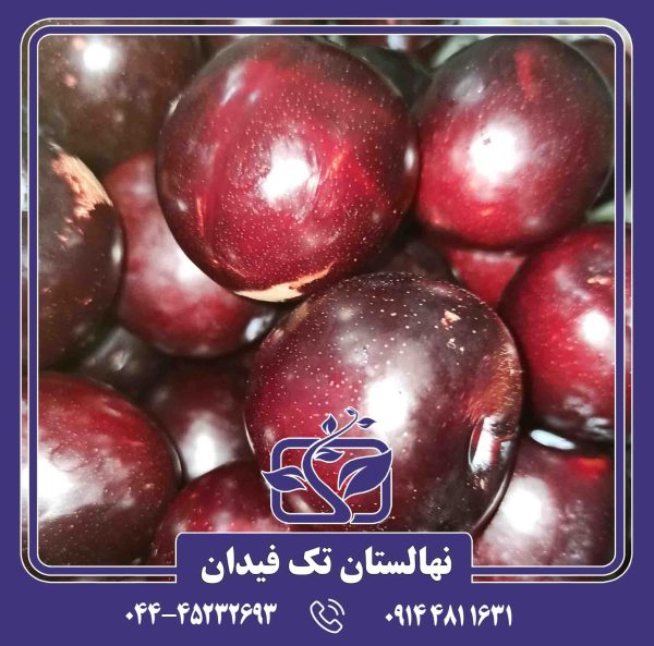 نهال آلو سانتریزه