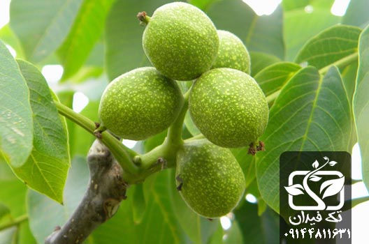 پرورش نهال گردو