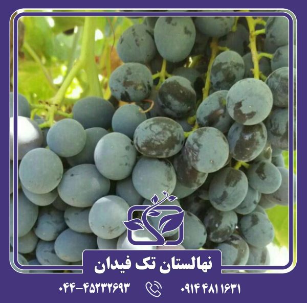 نهال انگور سیاه بی دانه