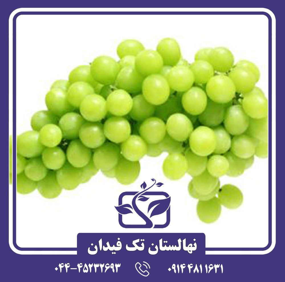 نهال انگور آناناسی