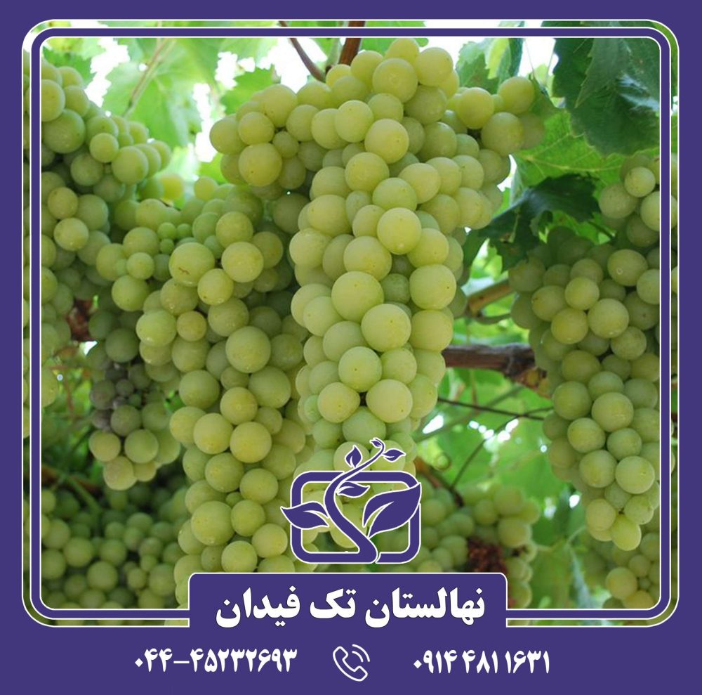 نهال انگور آناناسی