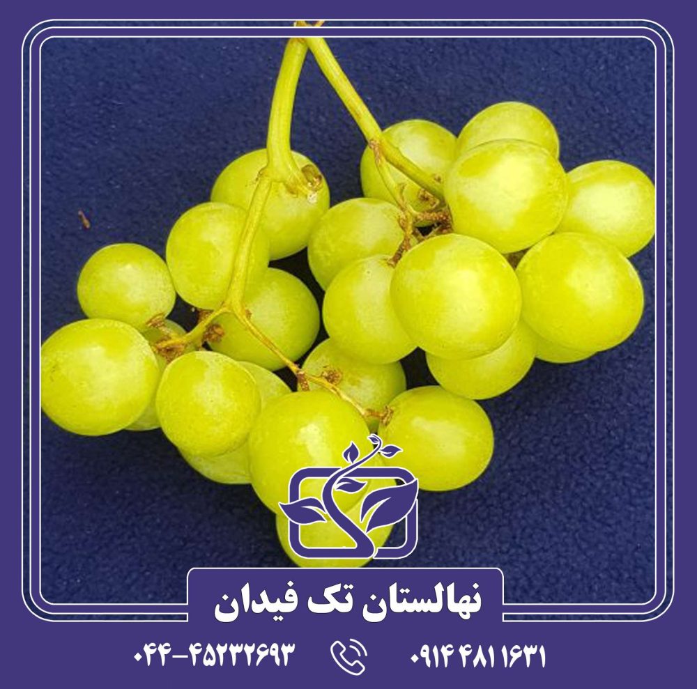 نهال انگور آناناسی