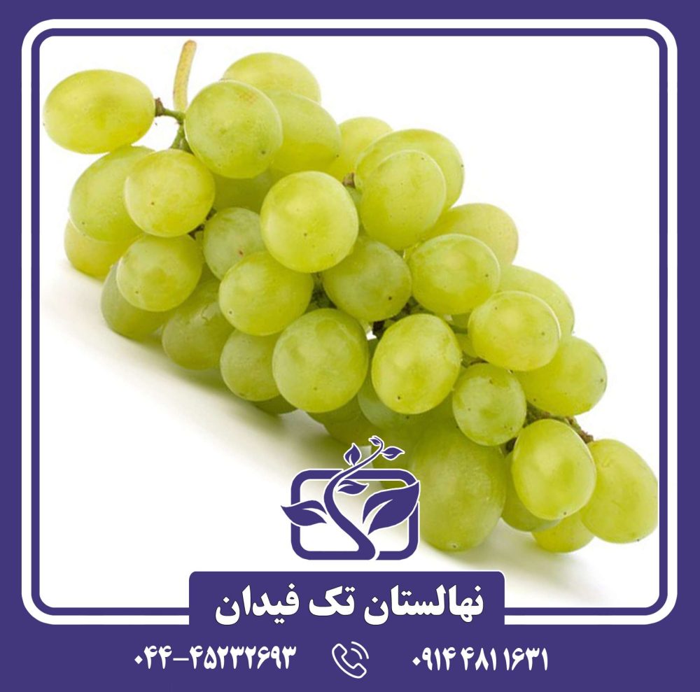 نهال انگور آناناسی