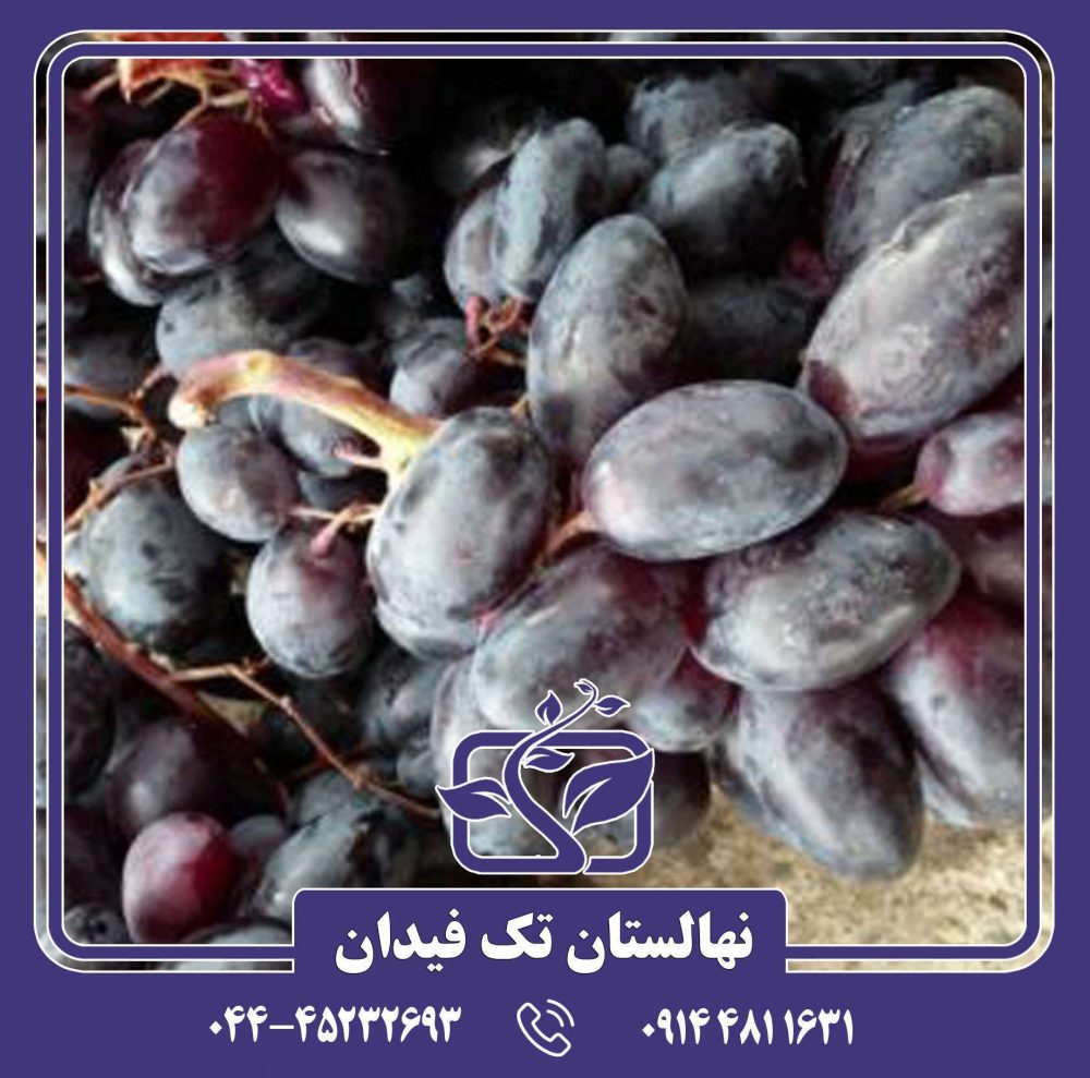 نهال انگور آنتپ