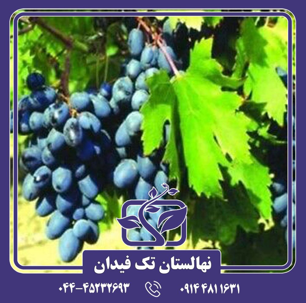 نهال انگور آنتپ