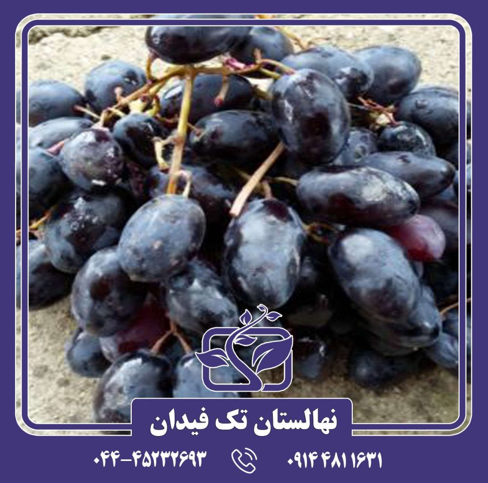 نهال انگور آنتپ