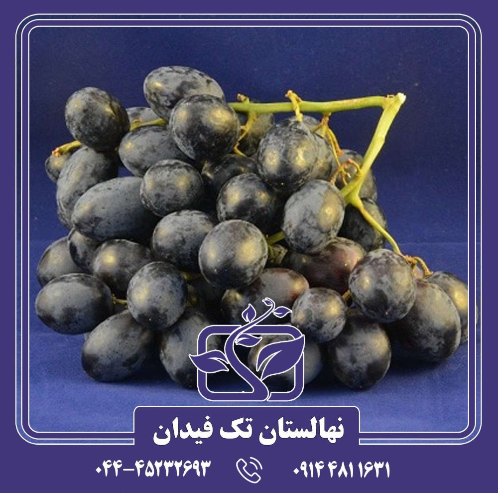 نهال انگور اتوم رویال