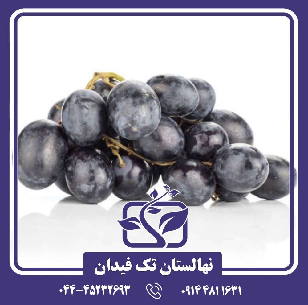 نهال انگور اتوم رویال