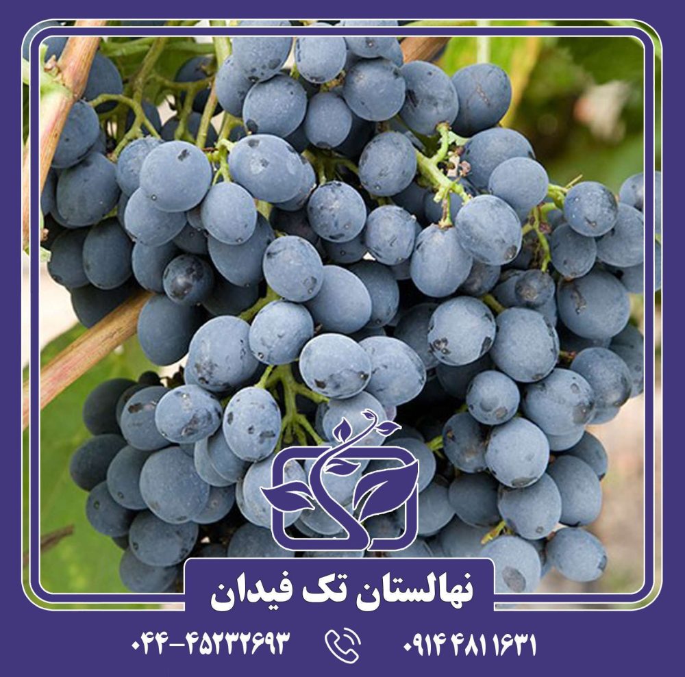 نهال انگور اتوم رویال