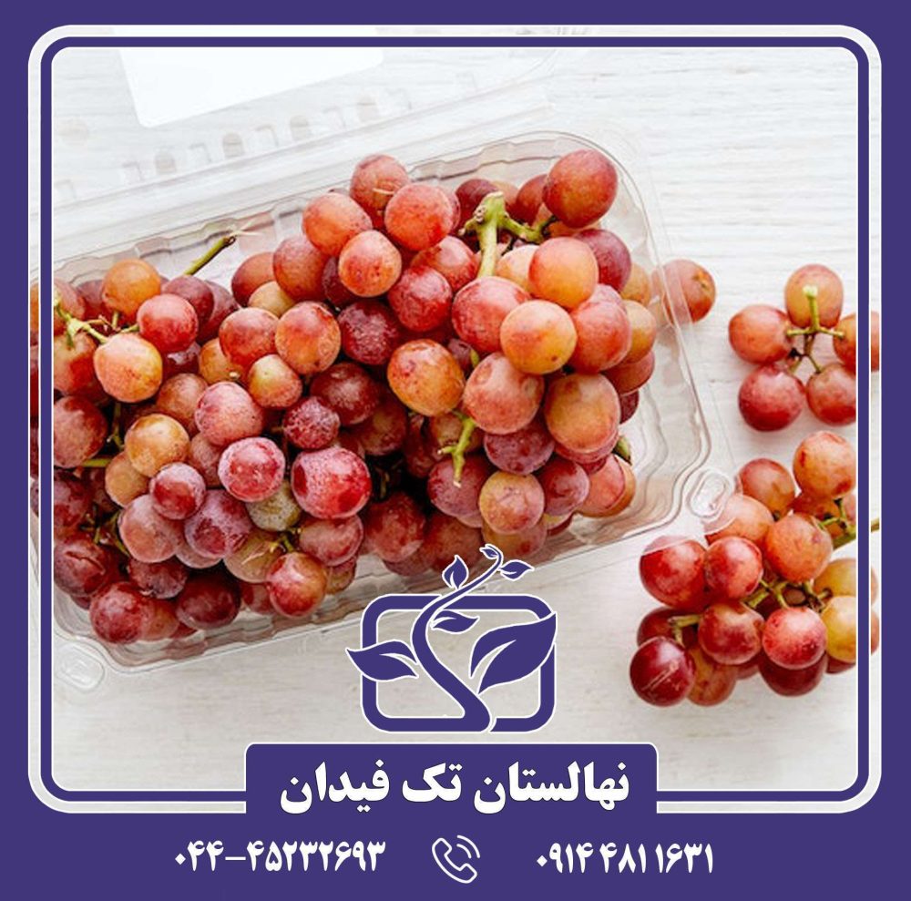نهال انگور اسکارلت رویال