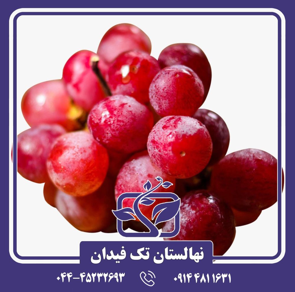نهال انگور اسکارلت رویال