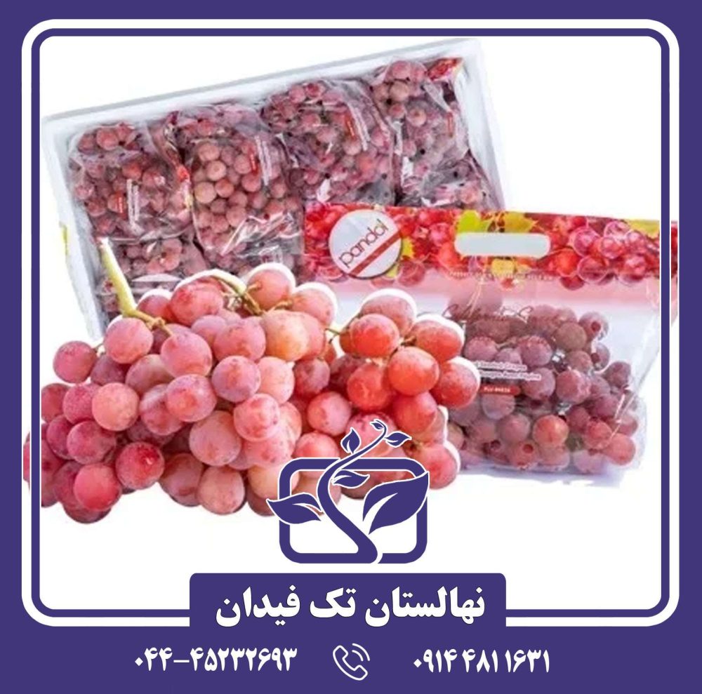 نهال انگور اسکارلت رویال