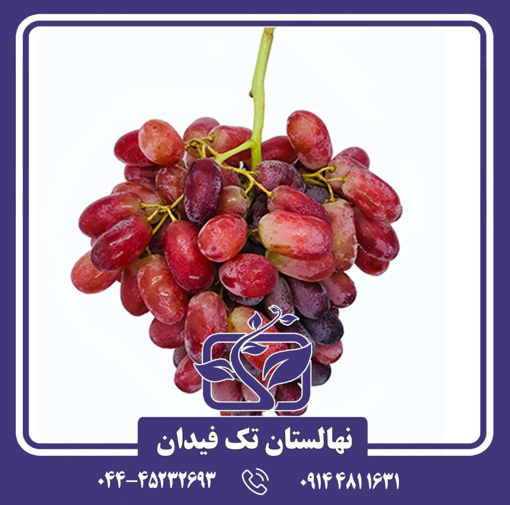 نهال انگور اسکارلت رویال