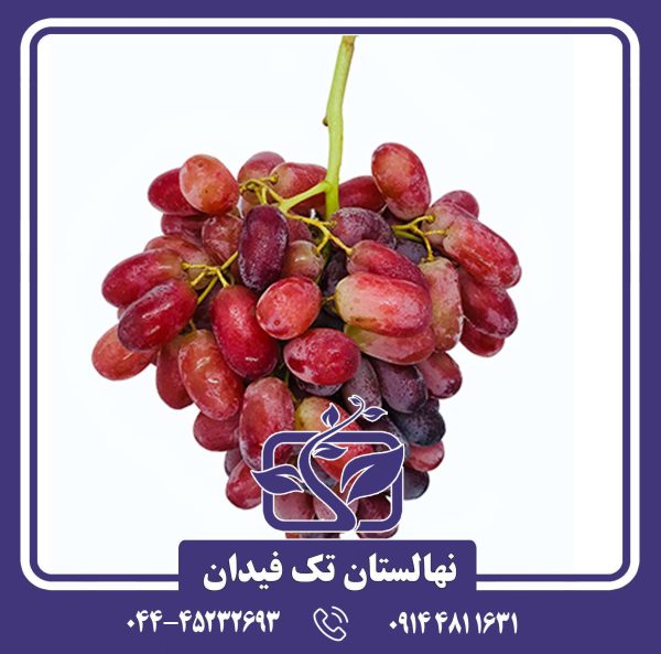 نهال انگور اسکارلت رویال