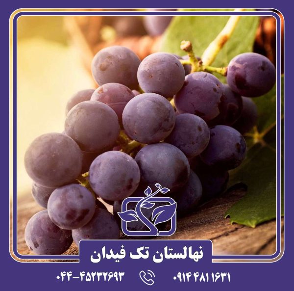 نهال انگور اوفیلیا