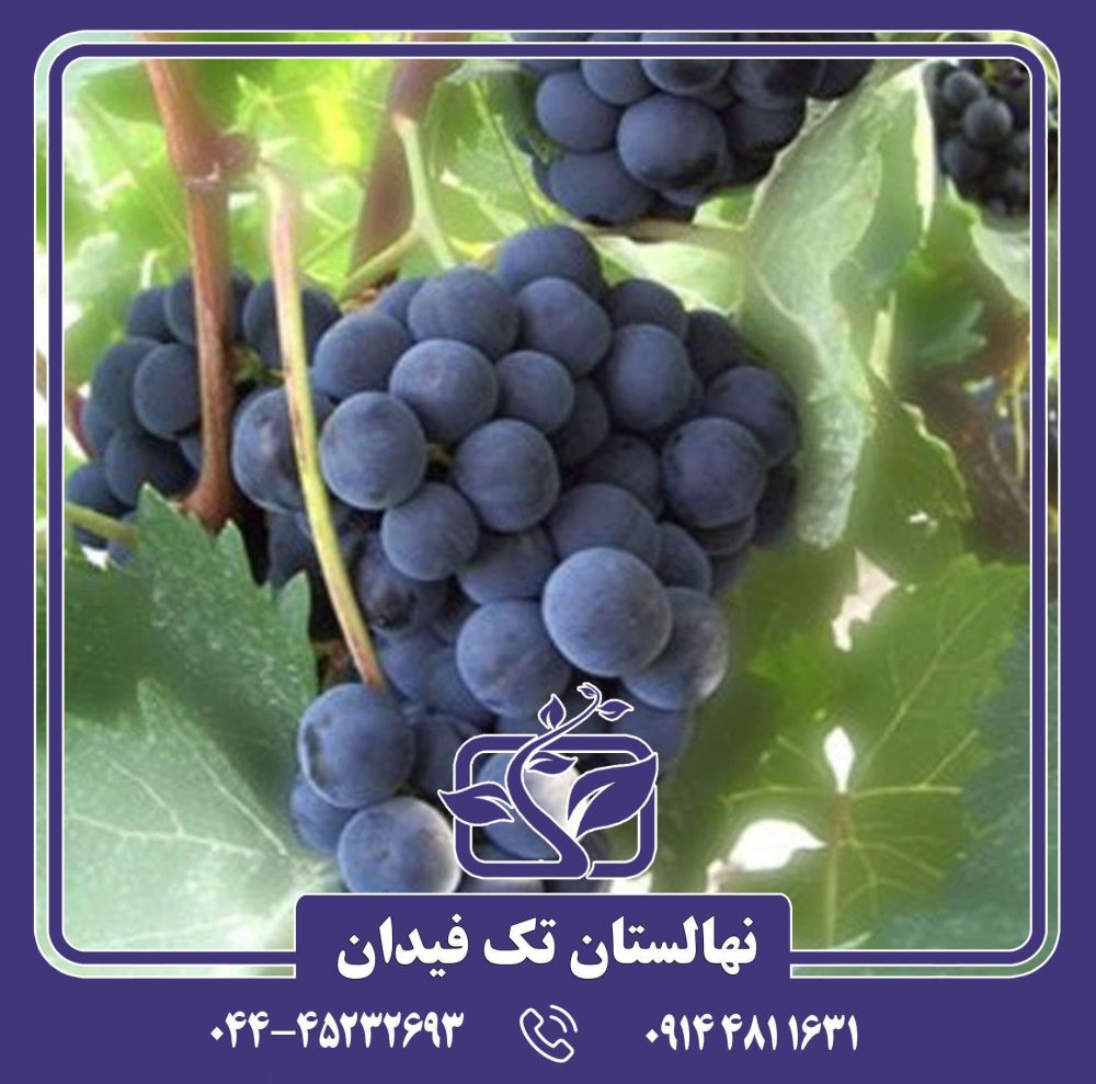نهال انگور ایزابللا