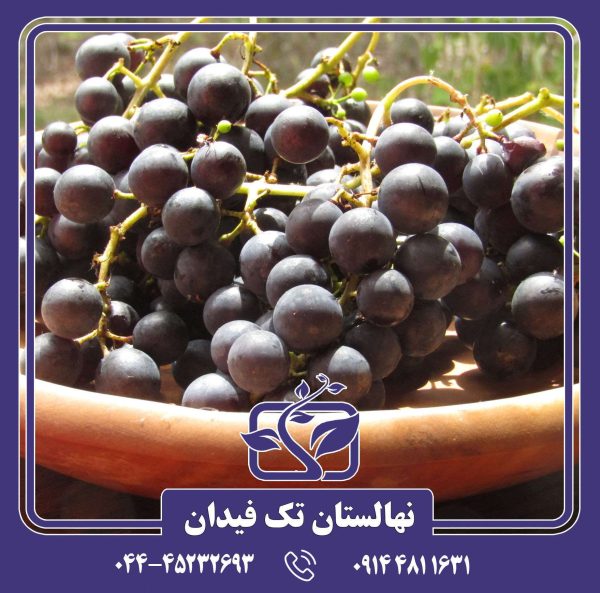 نهال انگور ایزابللا