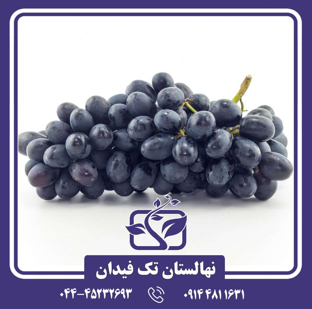 نهال انگور بلک سیدلس