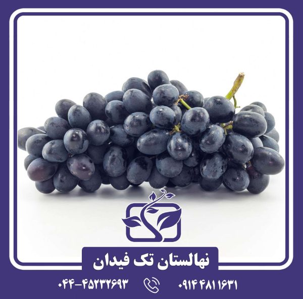 نهال انگور بلک سیدلس