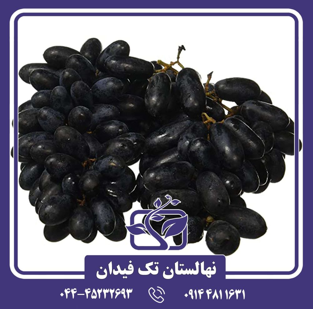 نهال انگور بلک سیدلس