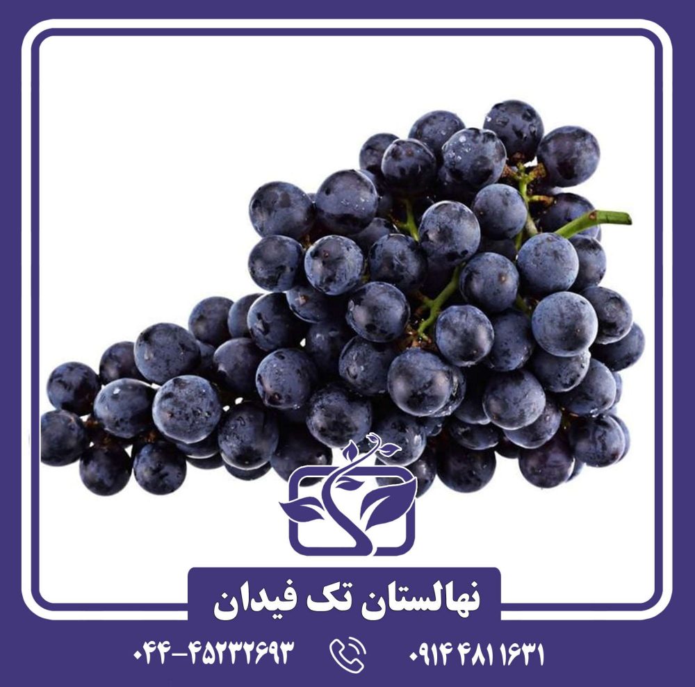 نهال انگور بلک مونکا