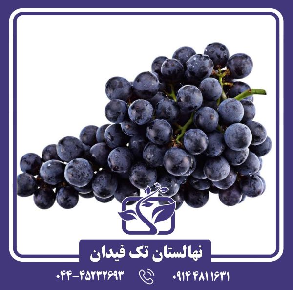 نهال انگور بلک مونکا