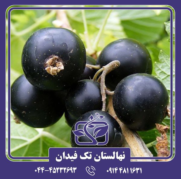 نهال انگور فرنگی بلک کارنت