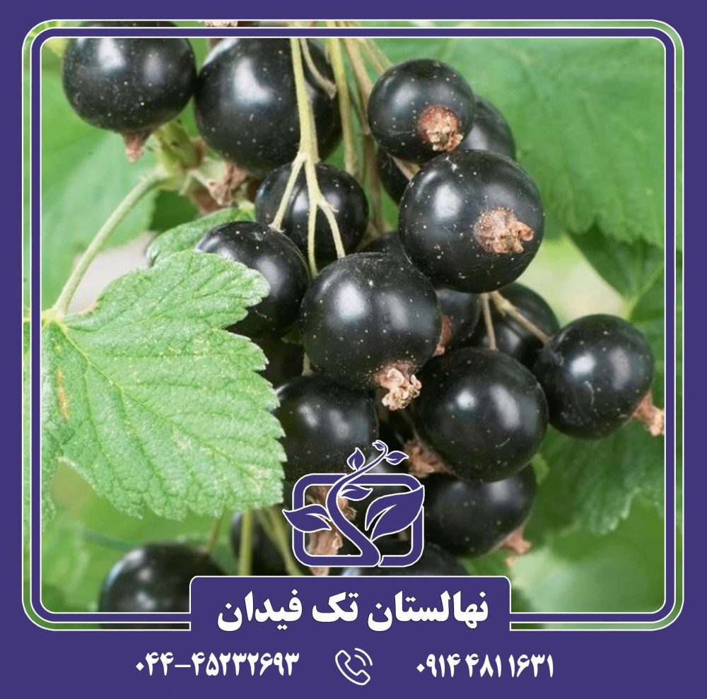 نهال انگور فرنگی بلک کارنت