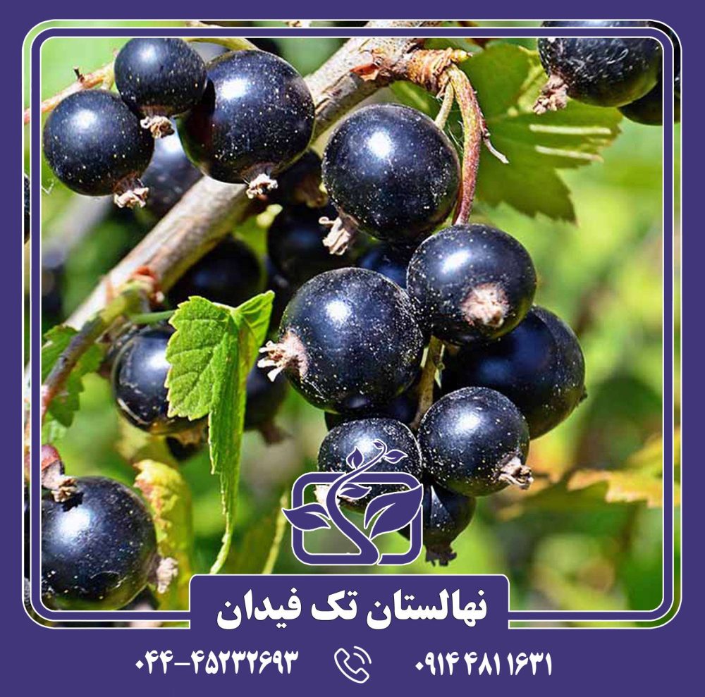 نهال انگور فرنگی بلک کارنت