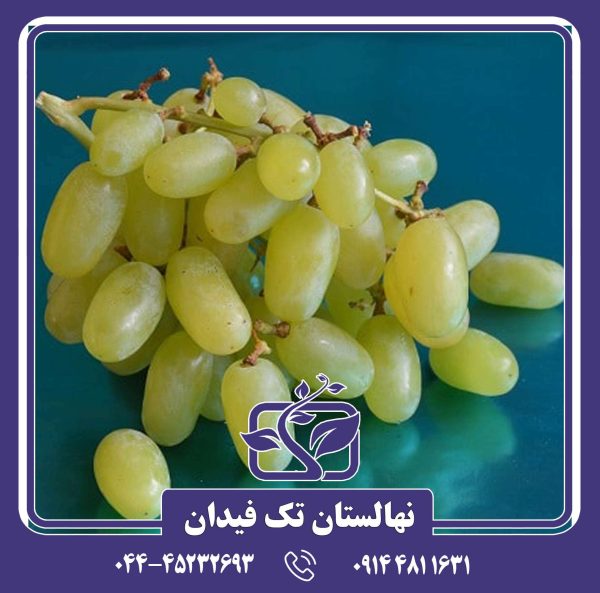 نهال انگور تامپسون سیدلس