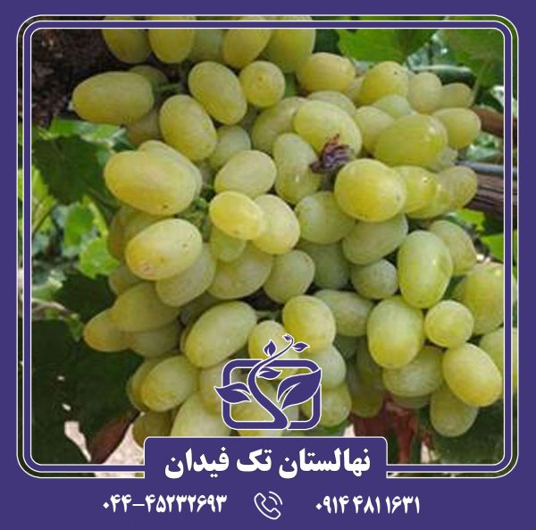 نهال تبرزه سفید