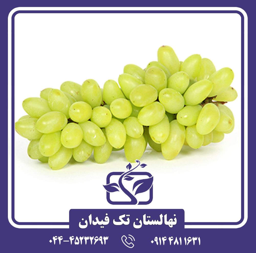 نهال تبرزه سفید