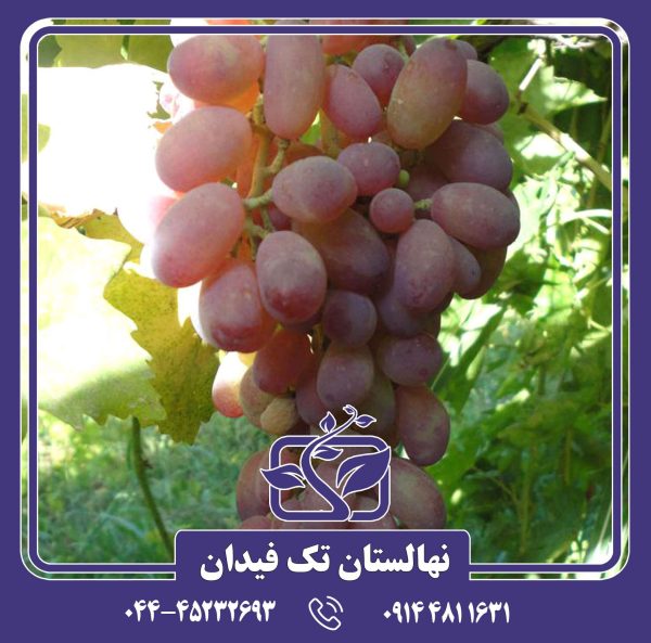 نهال انگور تبرزه قرمز
