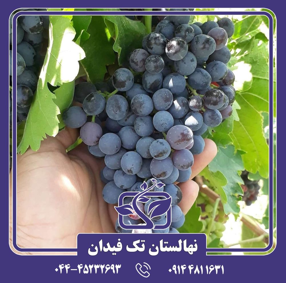 نهال انگور ترکمن 4