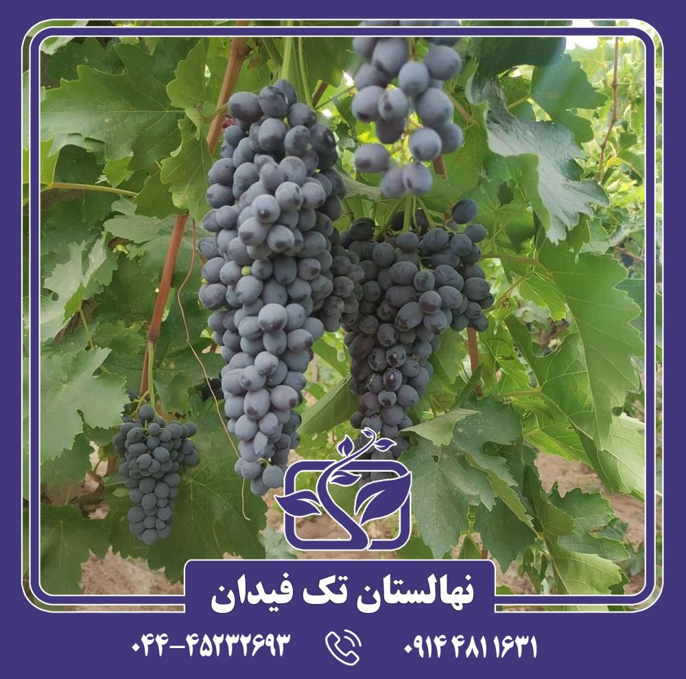 نهال انگور ترکمن 4