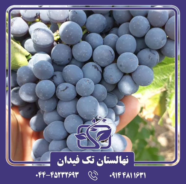 نهال انگور ترکمن 4