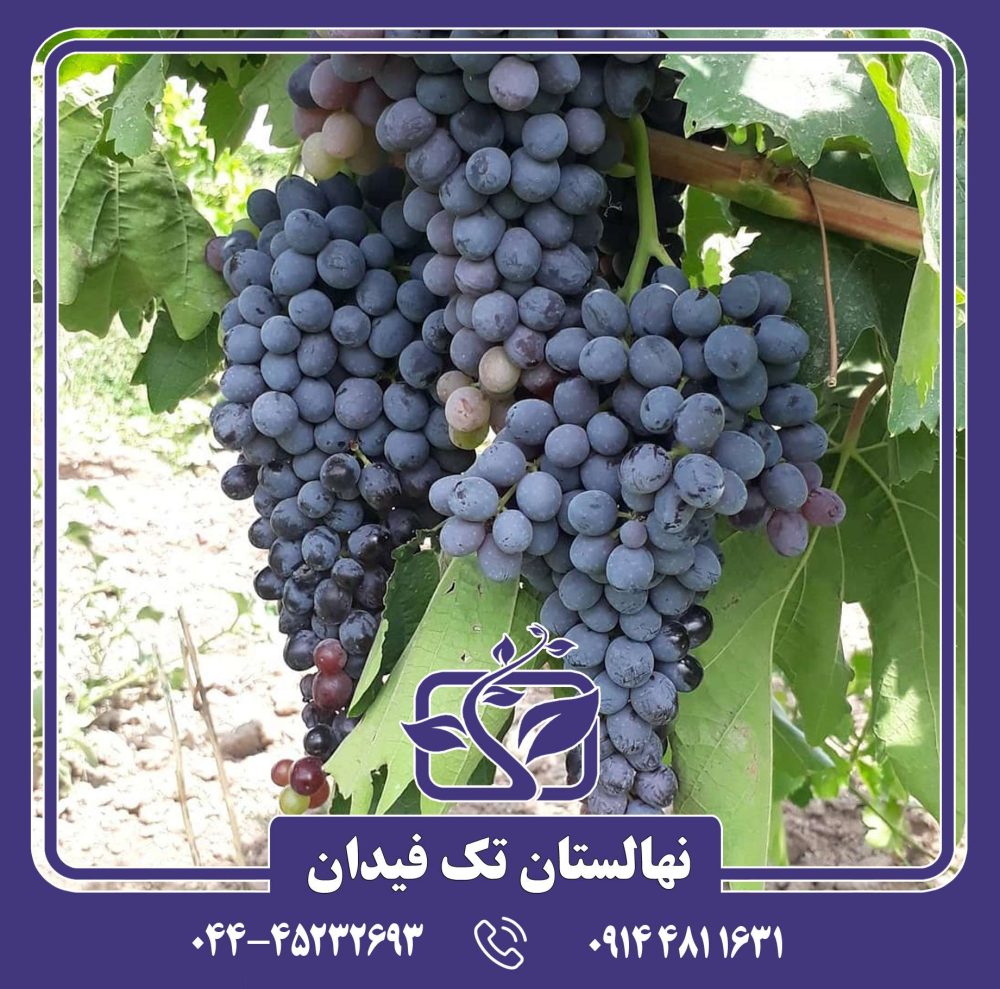 نهال انگور ترکمن 4