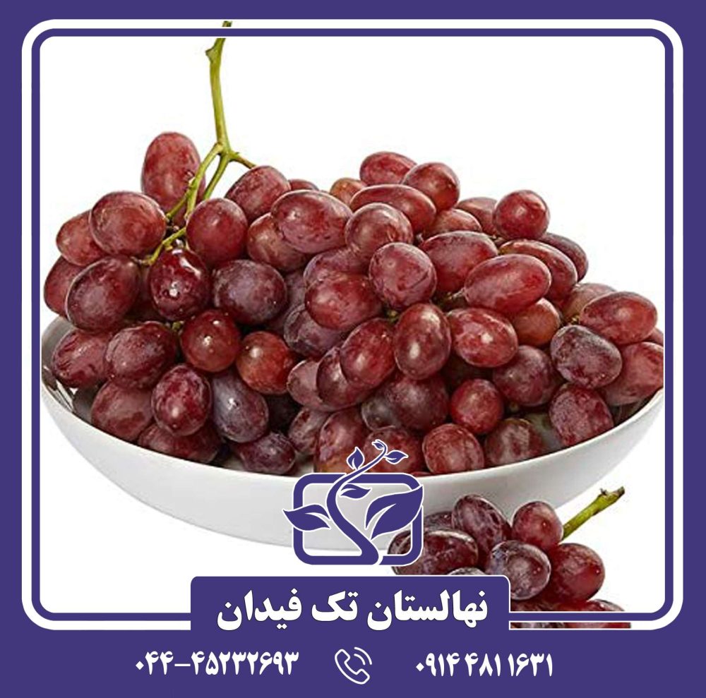 نهال انگور جوین