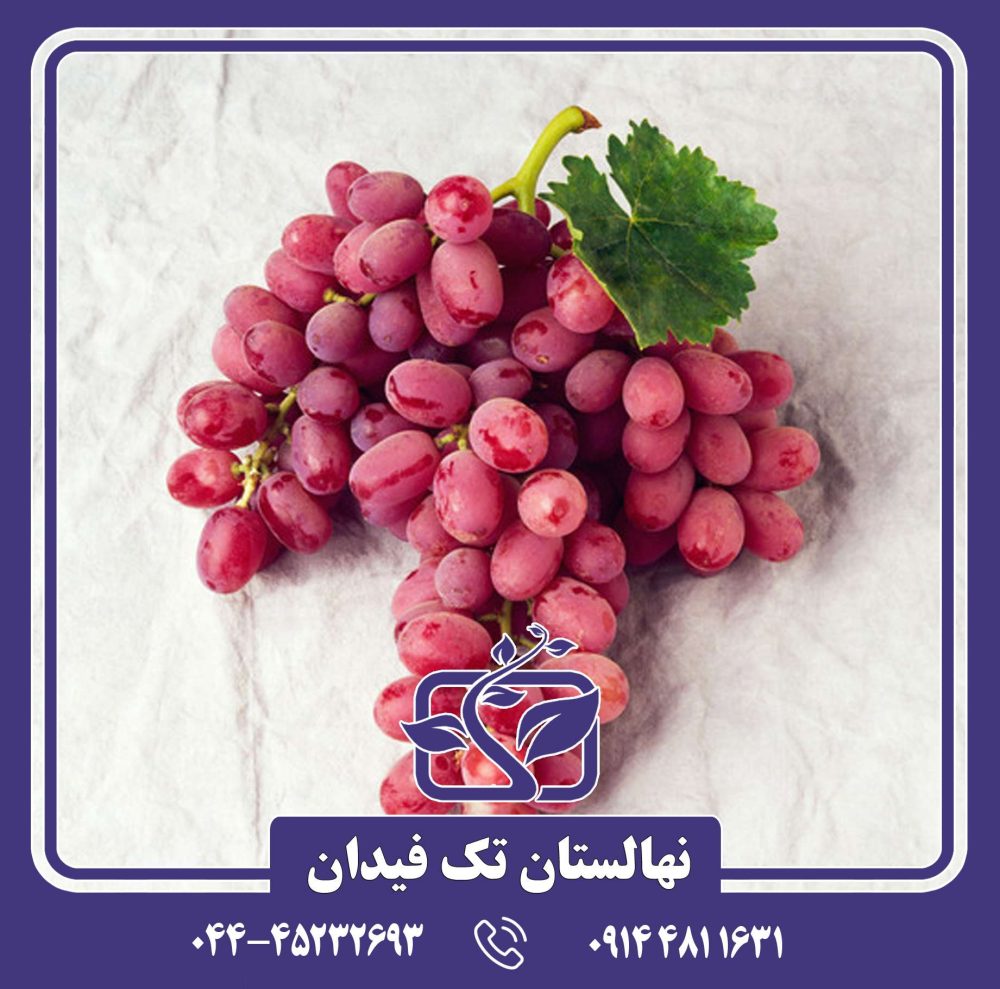 نهال انگور جوین