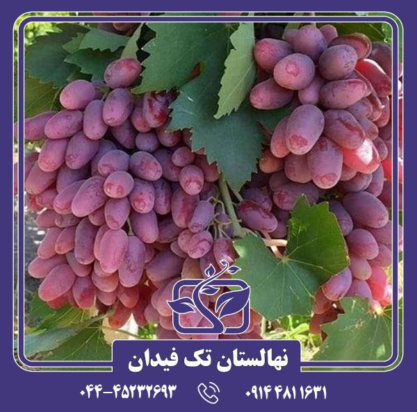 نهال انگور جوین