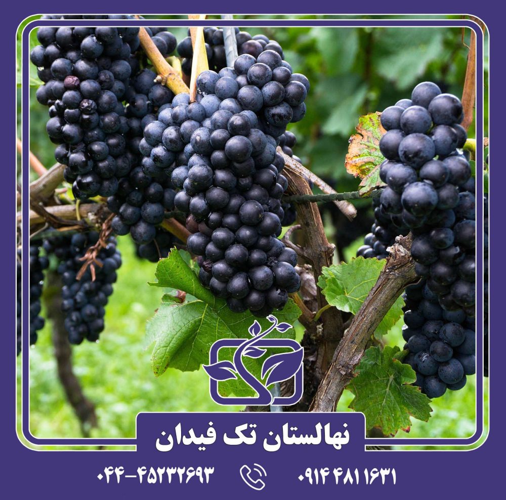 نهال انگور خشناو