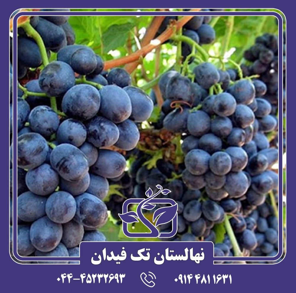 نهال انگور خشناو